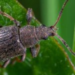 Käfer: Freunde oder Feinde im Garten?