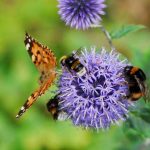 Trockenheit und Insekten: Ist die Bestäubung gefährdet?