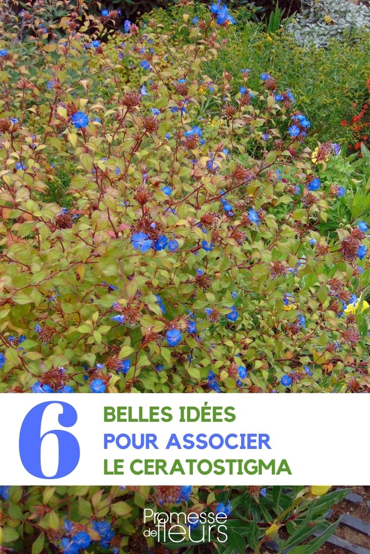 Ceratostigma im Garten kombinieren  

Die Bleiwurz (Ceratostigma) ist eine vielseitige Pflanze, die sich wunderbar in verschiedene Gartenszenarien einfügt. Mit ihren intensiv blauen Blüten und der attraktiven Herbstfärbung bietet sie ganzjährig visuelle Highlights.  

**Gute Pflanzpartner für Ceratostigma:**  
- **Ziergräser** wie Pennisetum oder Carex für kontrastreiche Struktur  
- **Spätblüher** wie Astern oder Sedum für farbharmonische Herbstbeete  
- **Silberlaubige Pflanzen** (z.B. Artemisia oder Santolina) als edler Hintergrund  
- **Rosen** für romantische Kompositionen (die Blütezeiten ergänzen sich perfekt)  

**Ideale Standorte:**  
- Sonnige bis halbschattige Rabatten  
- Steingärten mit guter Drainage  
- Als blauer Akzent in mediterranen Gärten  
- Hangbepflanzungen zur erosionshemmenden Bodendeckung  

**Pflegetipp:** Die winterharten Sorten (wie C. plumbaginoides) vertragen Trockenheit gut und eignen sich besonders für pflegeleichte Gartengestaltung.  

Durch ihre späte Blütezeit (August-Oktober) verlängert die Bleiwurz effektiv die Gartensaison und bietet Bienen wertvolle Spätnahrung.