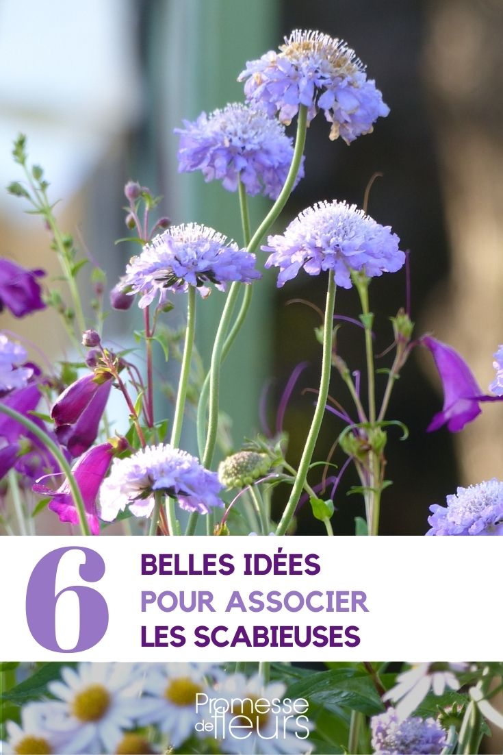 Scabiosen kombinieren