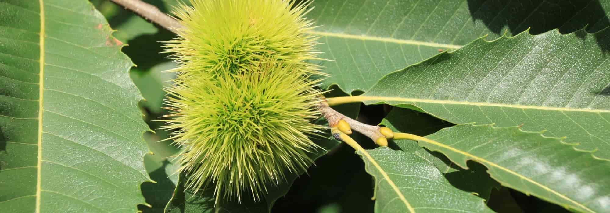 Esskastanie: Krankheiten, Parasiten & Behandlung