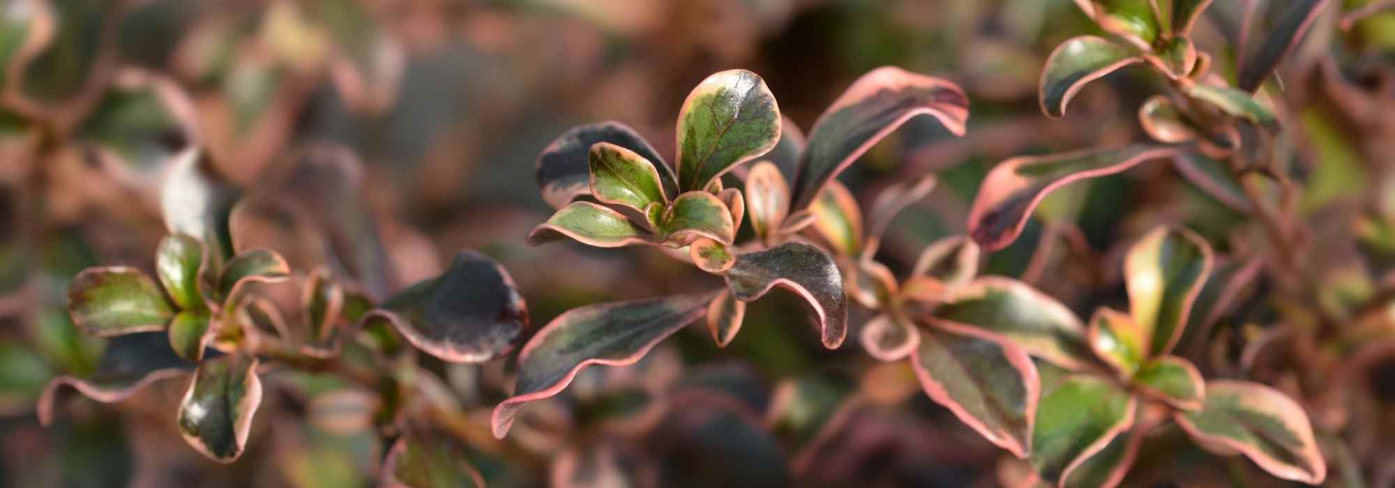 Koprosma: Pflanzen und Pflege