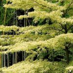 Cornus controversa – Benthams Hartriegel und Cornus alternifolia: pflanzen und pflegen