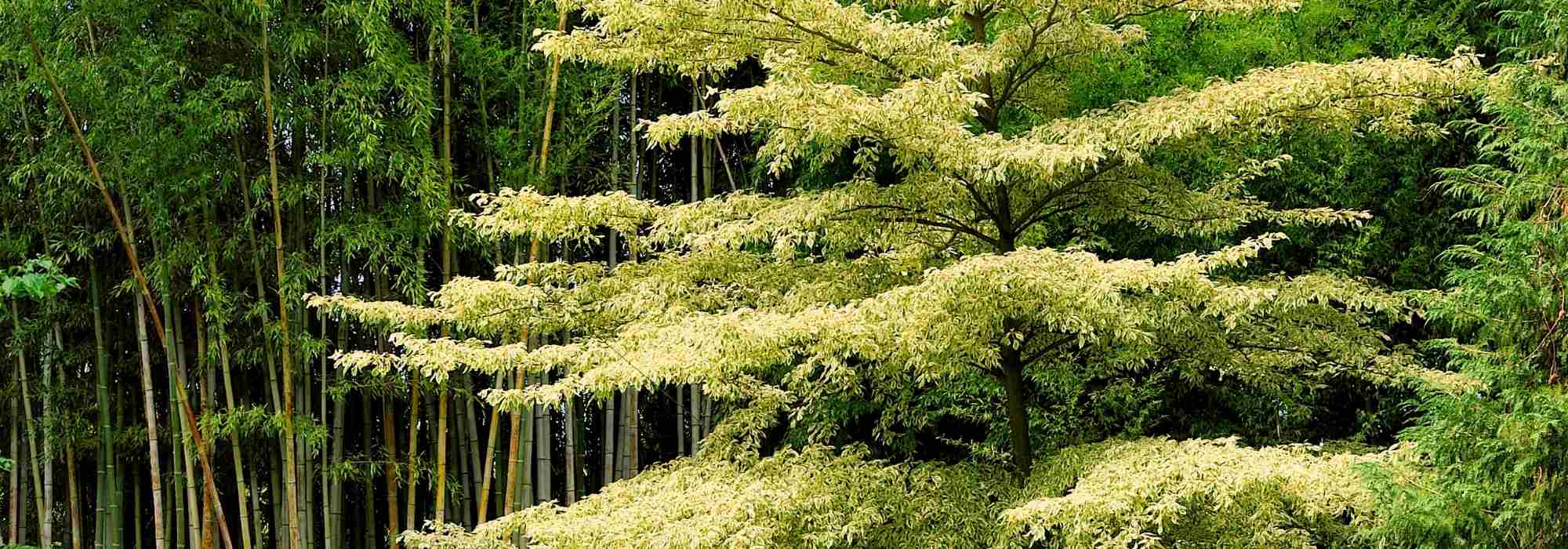 Cornus controversa – Benthams Hartriegel und Cornus alternifolia: pflanzen und pflegen