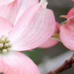Cornus florida: Auswahl, Pflanzung, Pflege