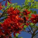 Erythrina, Korallenbaum: Pflanzung, Pflege