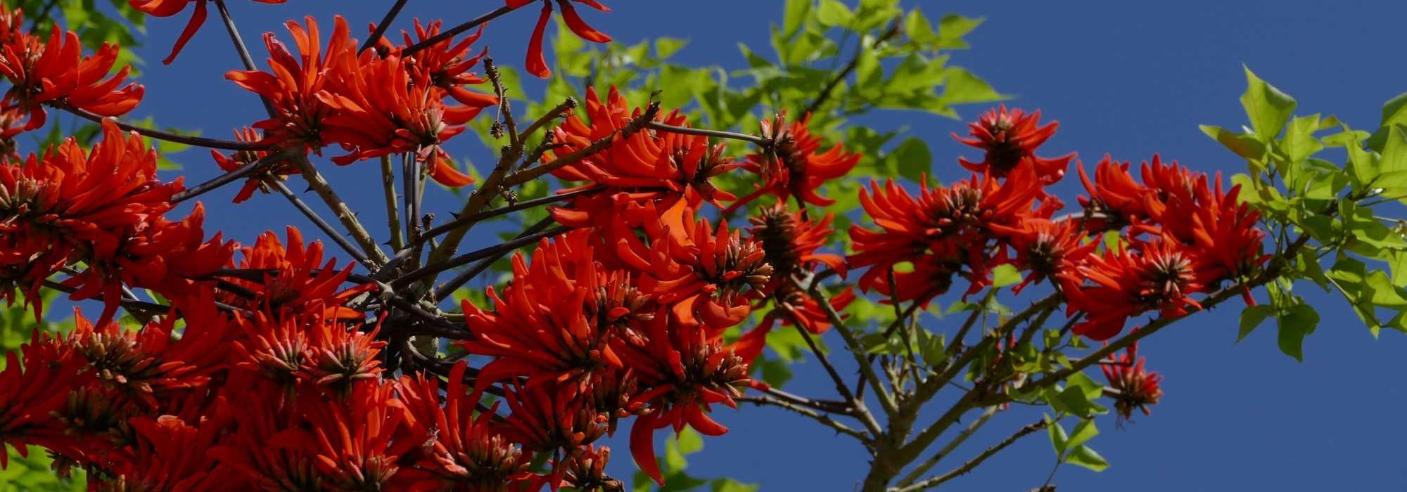 Erythrina, Korallenbaum: Pflanzung, Pflege