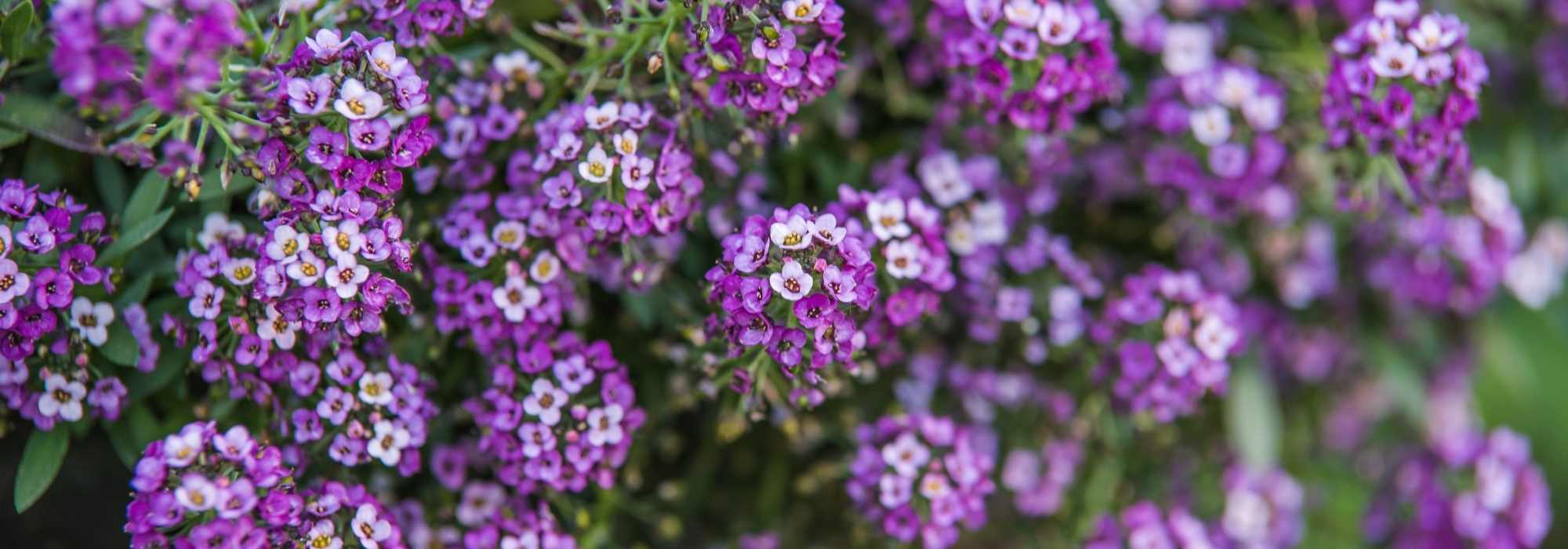Lobularia – Duftsteinrich: säen, pflanzen, kultivieren
