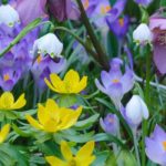 Zwiebeln mit früher Blüte: Frühlingsboten