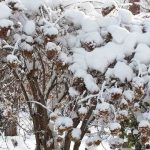 Hortensie nach Frosthärte wählen