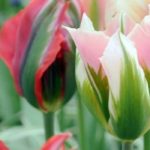Viridiflora-Tulpen: die beliebtesten