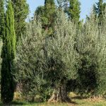 7 Mediterrane Bäume