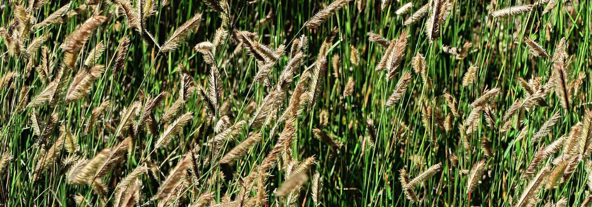Haarschotengras: 7 Pflanzideen