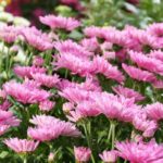 Chrysanthemen kombinieren: 5 Ideen