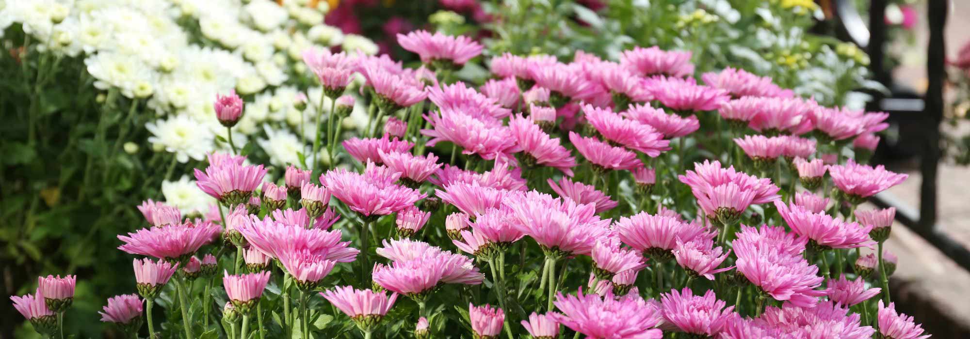 Chrysanthemen kombinieren: 5 Ideen
