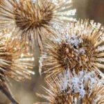 Verblühte Blumen als Winterschmuck