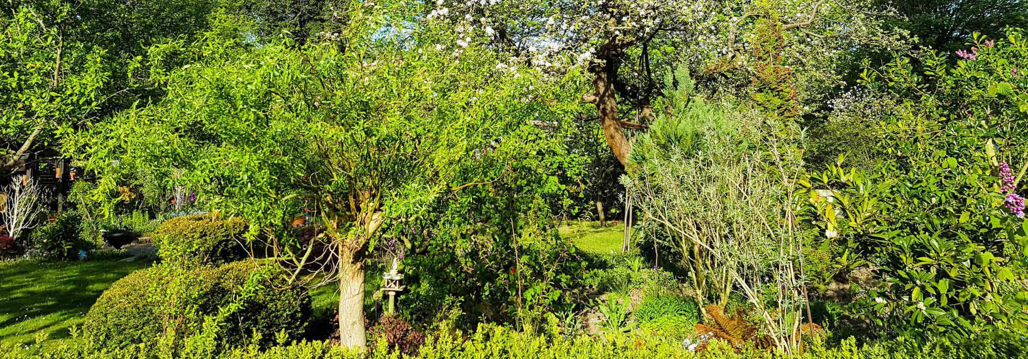 Waldgarten anlegen?