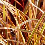7 immergrüne Gräser für jeden Garten
