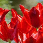 Lilienblütige Tulpe: die anmutigste