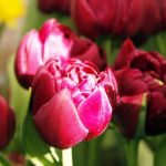 Gefüllte Tulpen 
