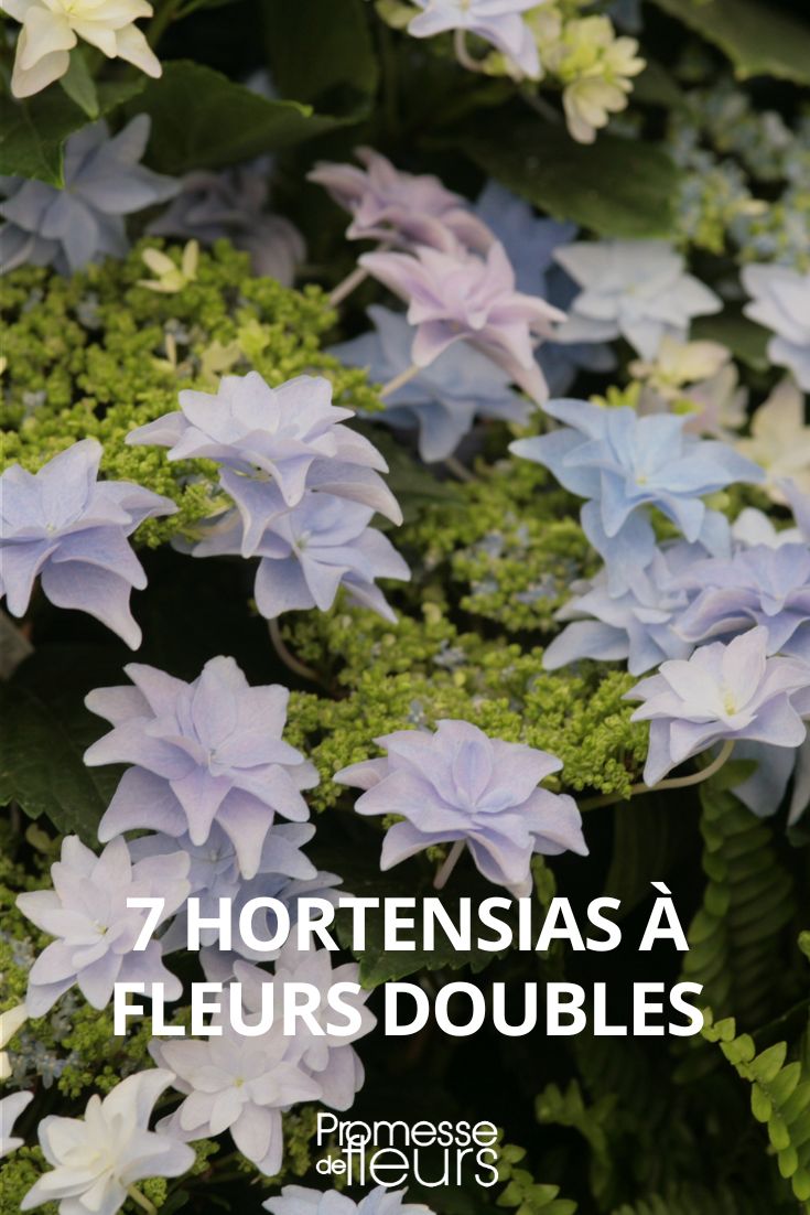 Hortensie mit gefüllten Blüten