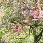 Zartes Trendbeet in Rosa und Kaki-Pflaume