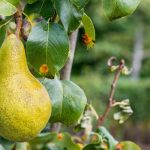Krankheiten und Parasiten am Birnbaum
