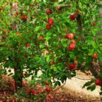 Obstgarten: Abstand zwischen 2 Obstbäumen?