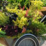 Was im Herbst pflanzen?