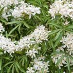 Duftende weiße Blumen für Balkon oder Terrasse