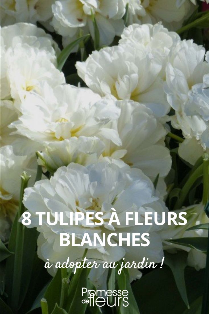 8 Tulpen mit weißen Blüten