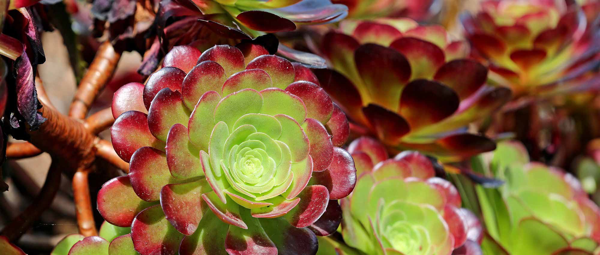 Aeonium: Pflanzen, Pflege und Kultur