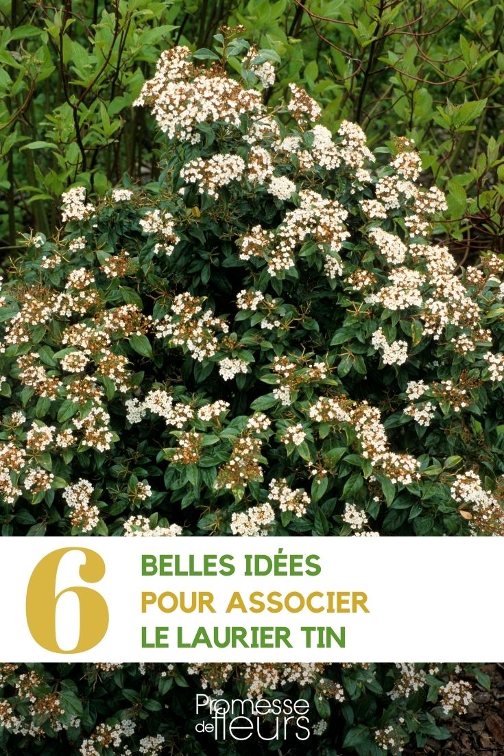 Viburnum tinus (Lorbeerblättriger Schneeball) - Garten- und Terrassenbegleiter