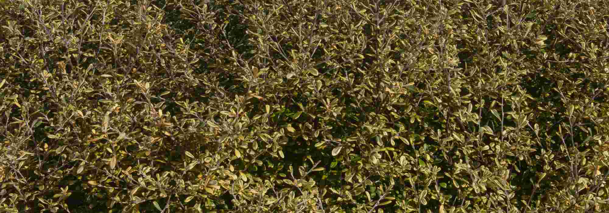 Corokia: Pflanzen und Pflege