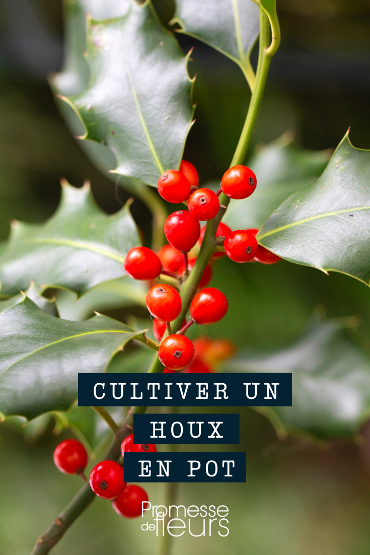 Kultivierung von Stechpalmen (Ilex) im Topf oder Kübel