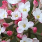 5 Glänzende Schneebälle für den Garten