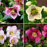 Christrosen: neue Generation in unserer Kollektion