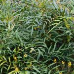 7 Beales Mahonien mit Herbstblüte