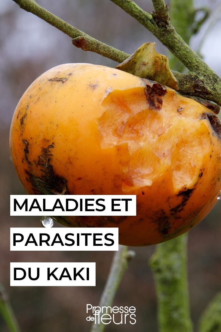 Krankheiten und Schädlinge des Kakibaums (Diospyros kaki)