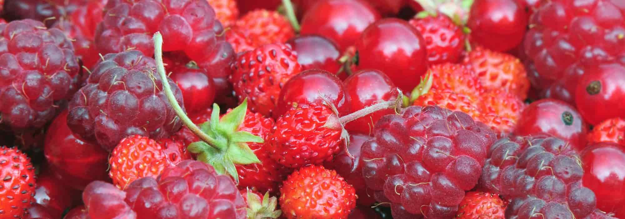 Beerenobst: Tipps für schöne Früchte