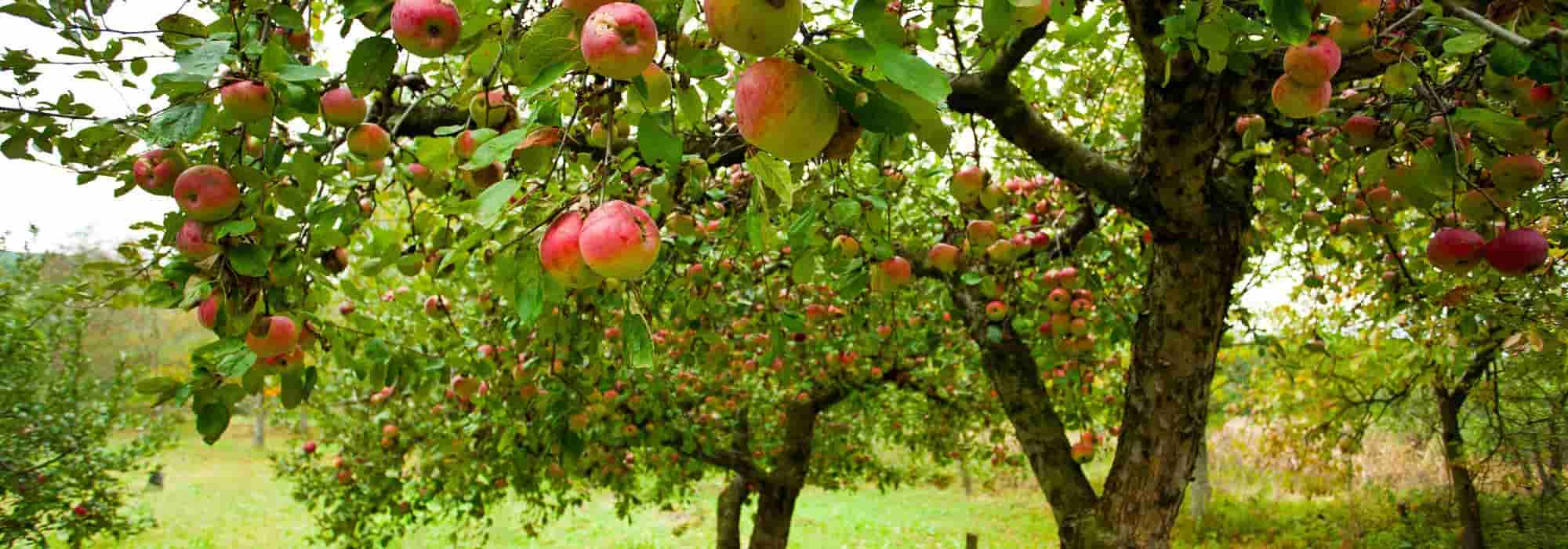 Süßer oder säuerlicher Apfel?