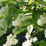 Pimpernuss: Pflanzung und Pflege
