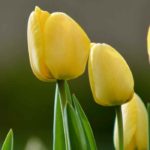 7 gelbblühende Tulpen