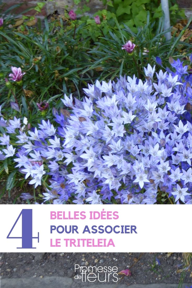 Triteleia kombinieren