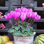 Balkonblumen im Herbst: unsere Tipps