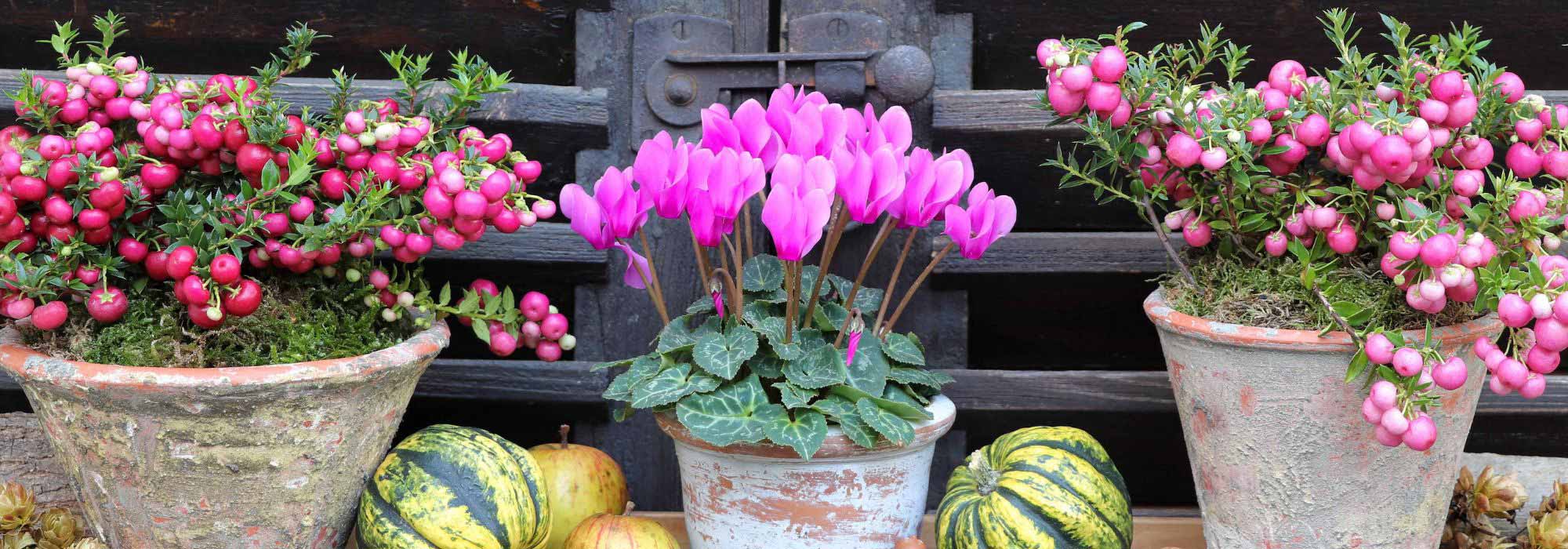 Balkonblumen im Herbst: unsere Tipps