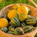 Koloquinten: Ernte und Lagerung
