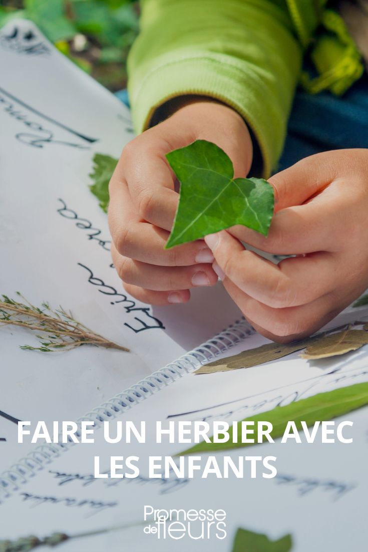 ein Herbarium mit Kindern anlegen