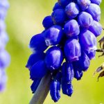 8 bienenfreundliche Frühlingszwiebeln für Bestäuber