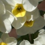 Die besten Narzissen zum Einbürgern im Garten